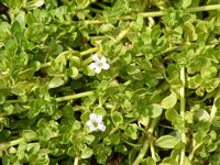 Bacopa Monnieri